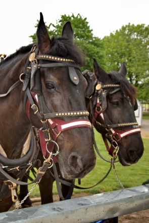 Sam & Shorty: canal boat horses 1996 through 2007